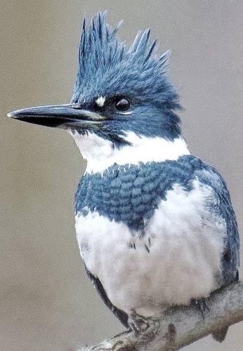 Martín Pescador (Megaceryle alcyon)