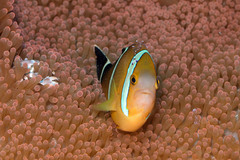 Amphiprion tricinctus