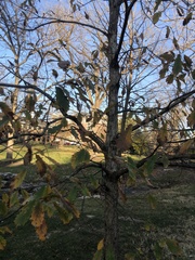 Quercus muehlenbergii