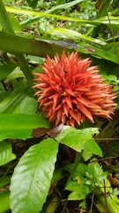 Aechmea magdalenae