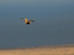 Pterocles orientalis