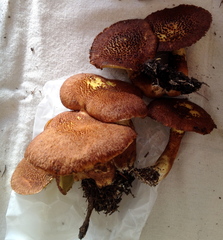 Suillus ampliporus