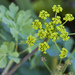 California Lomatium - Photo (c) Ken-ichi Ueda, some rights reserved (CC BY)