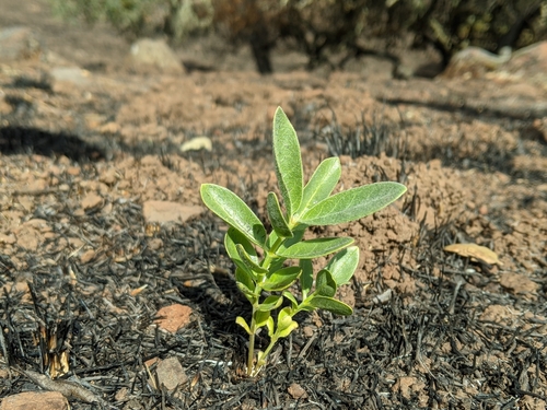 iNaturalist observation photo of woollypod milkweed