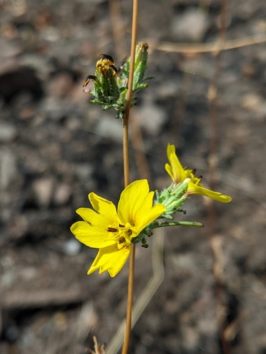 iNaturalist observation photo of Oregon western rosinweed