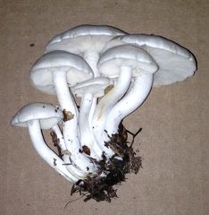 Clitocybe dilatata