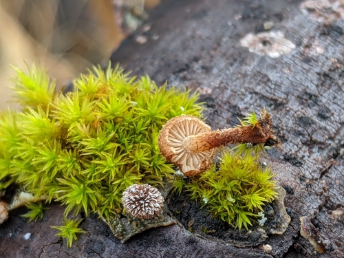 iNaturalist observation photo of Phaeomarasmius