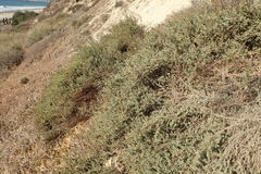 Suaeda taxifolia