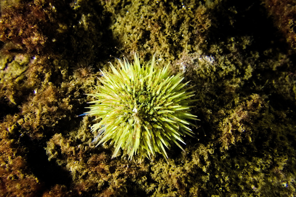 Photo of Shore sea urchin (Psammechinus miliaris)
