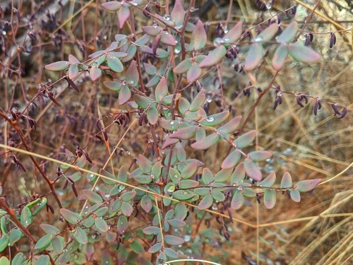iNaturalist observation photo of Coffee Fern