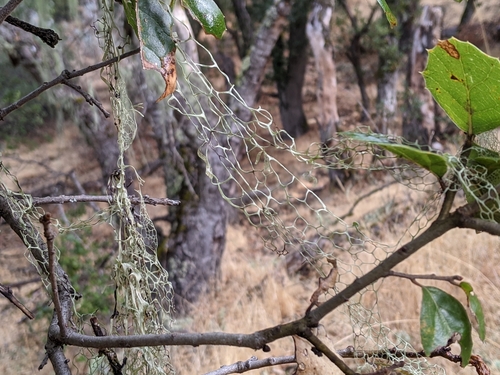 iNaturalist observation photo of lace lichen