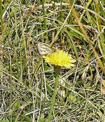 Hylephila venustus
