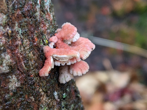 iNaturalist observation photo of splitgill mushroom