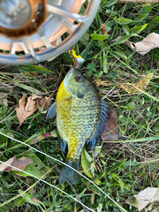 Lepomis macrochirus macrochirus