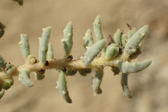 Suaeda taxifolia