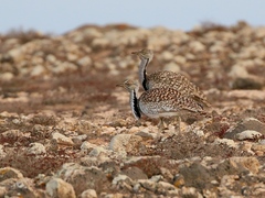 Chlamydotis undulata