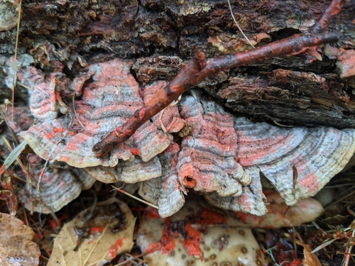 iNaturalist observation photo of Mushrooms, Bracket Fungi, Puffballs, and Allies