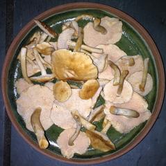 Hydnum oregonense