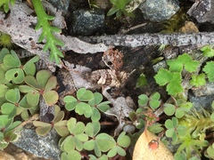 Asthenoptycha conjunctana