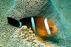 Amphiprion tricinctus