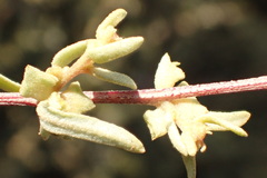 Atriplex amnicola