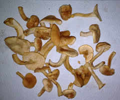 Hydnum oregonense