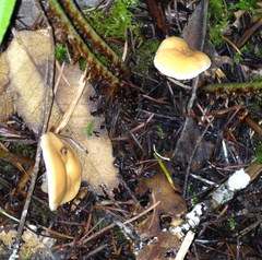 Hydnum oregonense