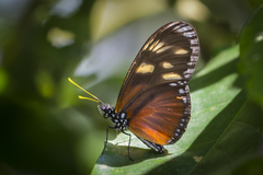 Eueides procula asidia