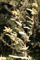 Atriplex amnicola