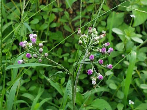 照片104965523,(c) biolifeczm,保留部分权利(cc by-nc)