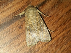 Noctuidae