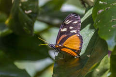 Eueides procula asidia