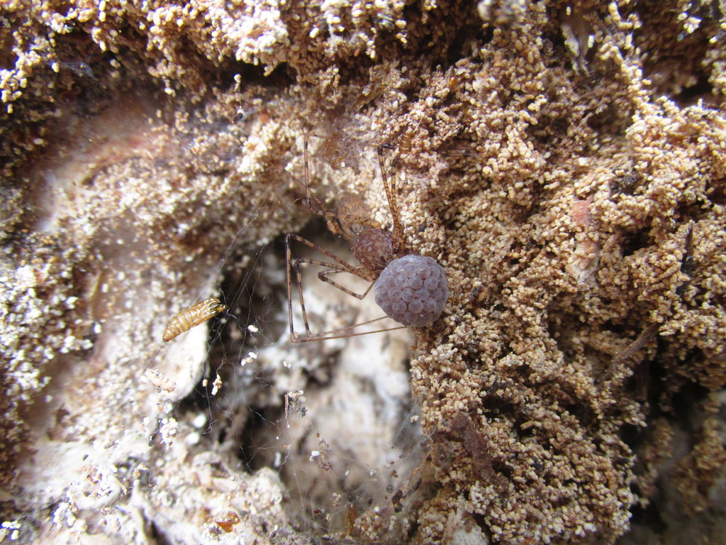 Scytodes panguana