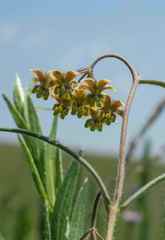Asclepias concinna