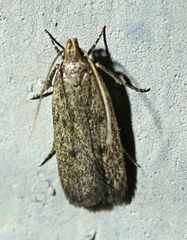 Psilocorsis quercicella