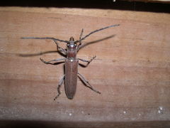 Aneflomorpha lineare