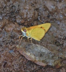 Libra aligula decia