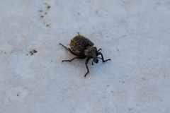 Brachycerus muricatus