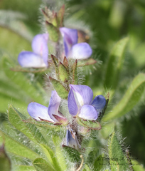 Lupinus bracteolaris