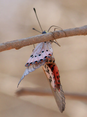 Acraea ranavalona