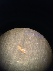 Frankliniella