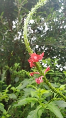 Stachytarpheta miniacea