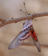 Acraea ranavalona