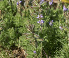 Lupinus bracteolaris