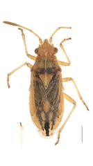 Limacocarenus curtulus