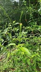 Stachytarpheta miniacea