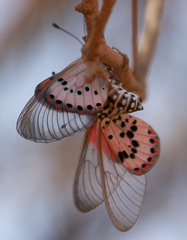 Acraea ranavalona
