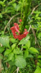 Stachytarpheta miniacea