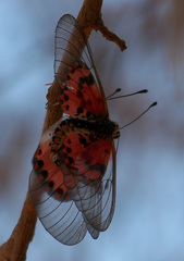 Acraea ranavalona