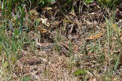 Thamnophis sirtalis tetrataenia